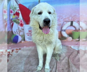 Great Pyrenees Dogs for adoption in Long Beach, CA, USA