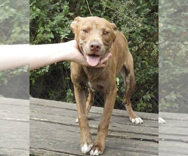 Medium Photo #2 Mountain Cur-Unknown Mix Puppy For Sale in Anniston, AL, USA