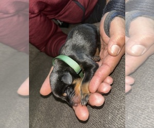 Doberman Pinscher Puppy for sale in OAK FOREST, IL, USA