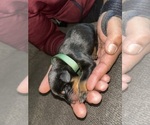 Image preview for Ad Listing. Nickname: Green collar