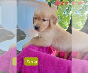 Golden Retriever Puppy for sale in STANLEY, WI, USA
