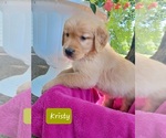 Image preview for Ad Listing. Nickname: Litter of 11