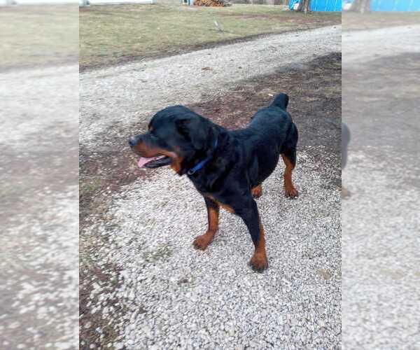Medium Photo #1 Rottweiler Puppy For Sale in ELDON, MO, USA