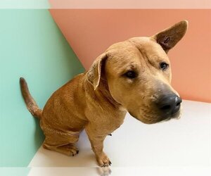 American Pit Bull Terrier-Chow Chow Mix Dogs for adoption in Tulsa, OK, USA