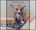 Puppy Fanny Pembroke Welsh Corgi