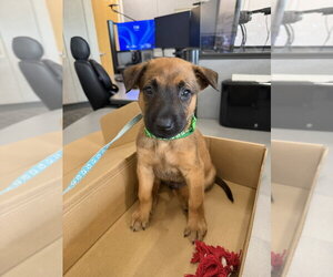 Mutt Dogs for adoption in Dana Point, CA, USA