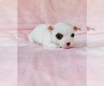 Small #12 Chihuahua