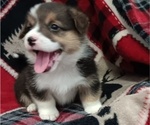 Puppy Chase Welsh Cardigan Corgi