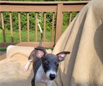 Small Photo #2 Italian Greyhound Puppy For Sale in NEWTOWN SQUARE, PA, USA