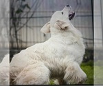 Small Photo #1 English Cream Golden Retriever Puppy For Sale in PORT RICHEY, FL, USA