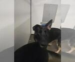 Small German Shepherd Dog