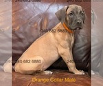 Puppy Orange Collar M Cane Corso