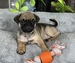 Small #1 Pug