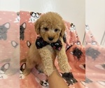 Small Photo #6 Poodle (Toy) Puppy For Sale in SYLMAR, CA, USA