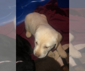 Labrador Retriever Puppy for sale in MARYSVILLE, CA, USA