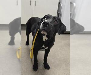 Labrador Retriever Dogs for adoption in HESPERIA, CA, USA