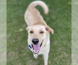 Labrador Retriever Dogs for adoption in Spring Lake, NC, USA