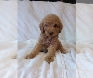 Goldendoodle Puppy for sale in EVENING SHADE, AR, USA