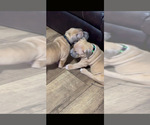Small #5 American Bully