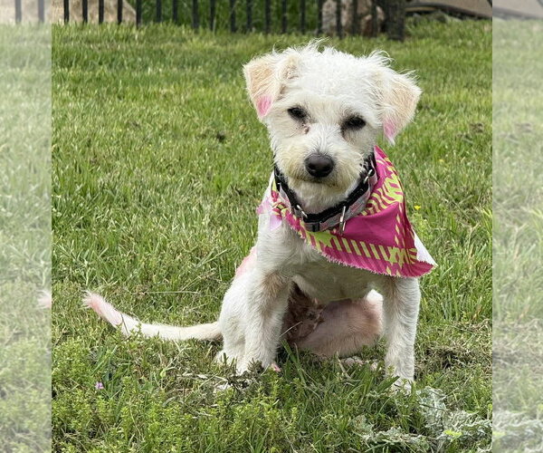 Medium Photo #3 Poodle (Miniature)-Unknown Mix Puppy For Sale in Boonton, NJ, USA
