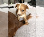 Small Photo #8 Chihuahua Puppy For Sale in SAN ANTONIO, TX, USA