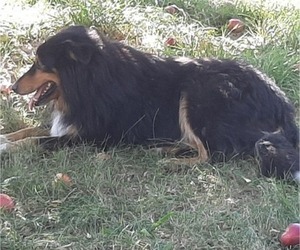 Father of the Collie puppies born on 11/07/2021