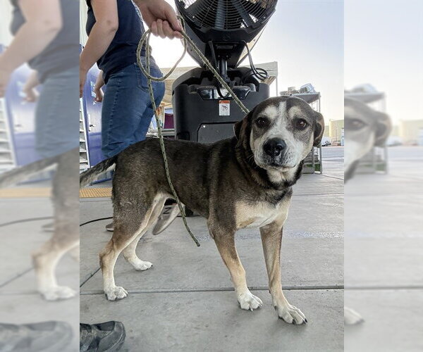Medium Photo #1 Beagle-German Shepherd Dog Mix Puppy For Sale in Bakersfield, CA, USA