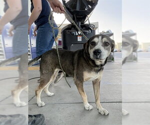 Beagle-German Shepherd Dog Mix Dogs for adoption in Bakersfield, CA, USA