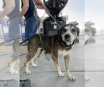 *JADE - Female Beagle-German Shepherd Dog Mix Dog for Adoption - Small photo