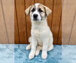 Small #1 Akita-Great Pyrenees Mix