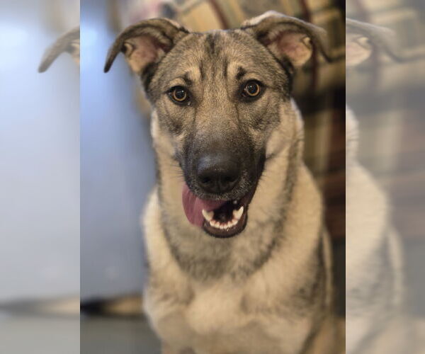 Medium Photo #4 Mutt Puppy For Sale in Bardstown, KY, USA