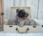 Small Photo #6 Pug Puppy For Sale in HONEY BROOK, PA, USA