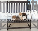 Small Photo #12 Pomeranian Puppy For Sale in ODIN, IL, USA