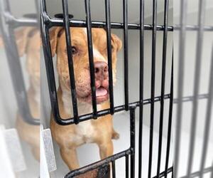 American Pit Bull Terrier-Unknown Mix Dogs for adoption in Houston, TX, USA