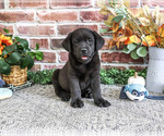 Topaz - Male Labrador Retriever Puppy for Sale - Photo #5