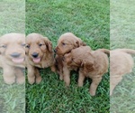 Small Photo #8 Goldendoodle Puppy For Sale in SONORA, KY, USA