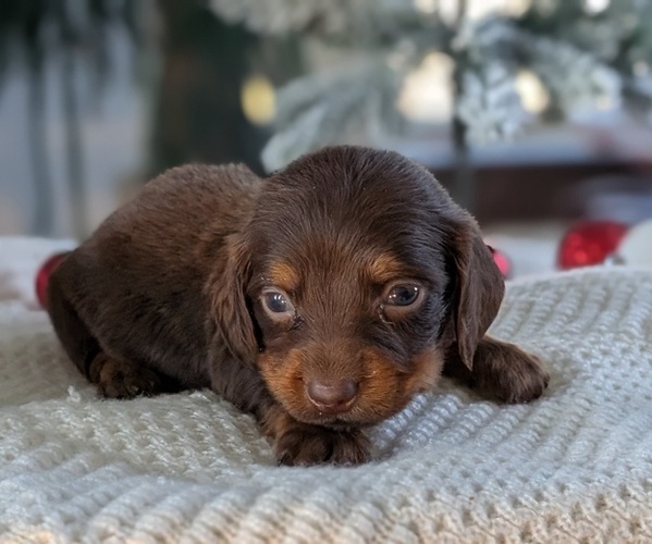 Medium Photo #6 Dachshund Puppy For Sale in GOSHEN, IN, USA