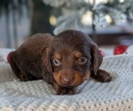 Small #5 Dachshund