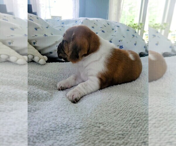 Medium Photo #8 Basset Hound Puppy For Sale in PETERSBURG, IN, USA
