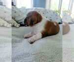 Small #7 Basset Hound