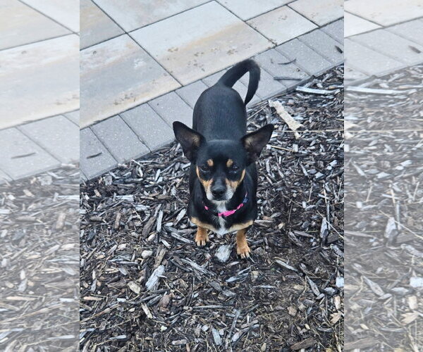 Medium Photo #1 Chihuahua-Unknown Mix Puppy For Sale in New London, WI, USA