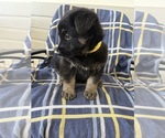 Small #6 German Shepherd Dog