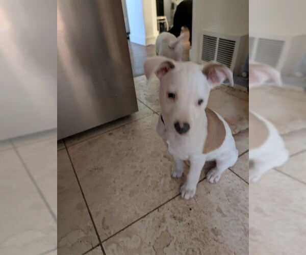 Medium Photo #9 Mutt Puppy For Sale in Sandy, UT, USA