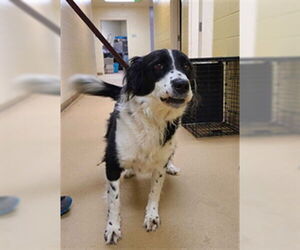 Border Collie Dogs for adoption in Ogden, UT, USA