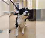 Small Border Collie
