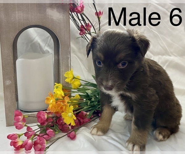 Medium Photo #22 Miniature Australian Shepherd Puppy For Sale in WHITEWATER, MO, USA
