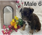 Small Photo #22 Miniature Australian Shepherd Puppy For Sale in WHITEWATER, MO, USA