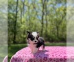Small #3 Pomsky