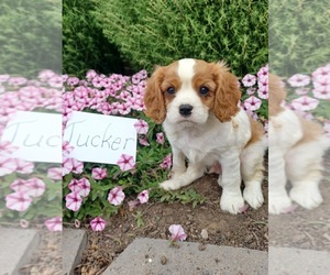 Cavalier King Charles Spaniel Puppy for sale in STANLEY, WI, USA