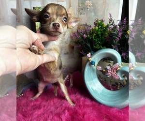 Chihuahua Puppy for Sale in TRACY, California USA